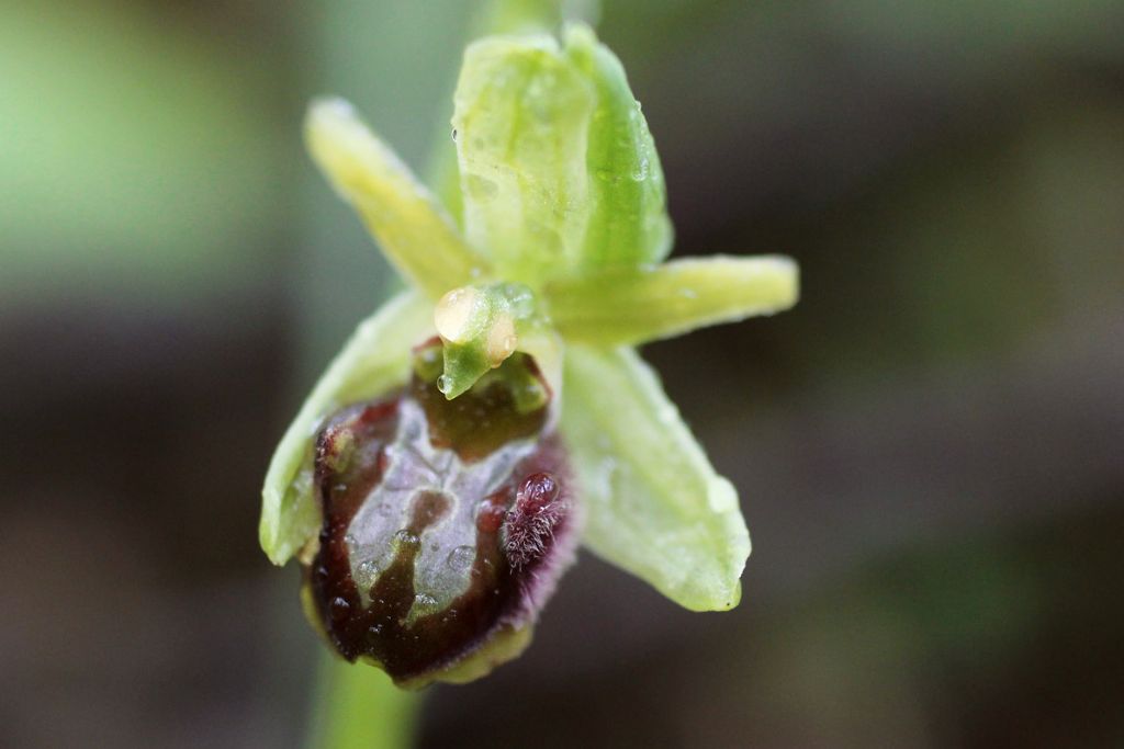 Aiuto e conferma identificazione orchidee